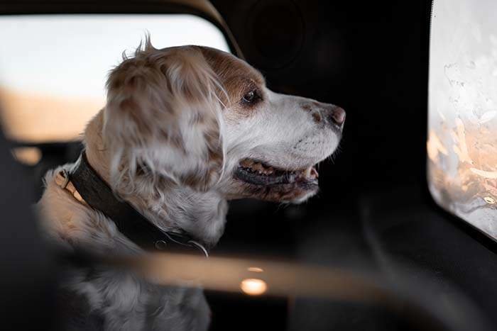 English Setter dog is looking out the car window happily enjoying the view. Concept of animal travel road trip.